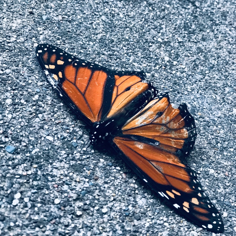 Meet your Posher, Harris